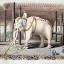 слон в Индии